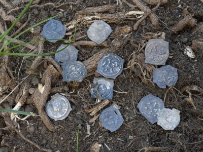 12 silver pennies Amt für Denkmalpflege und Archäologie Zug