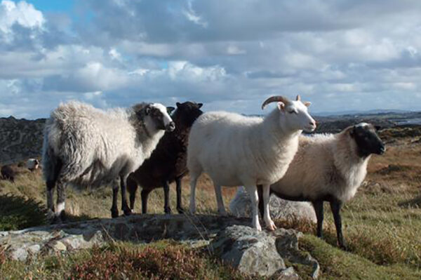 Old Norse Sheep . Source Wikipedia