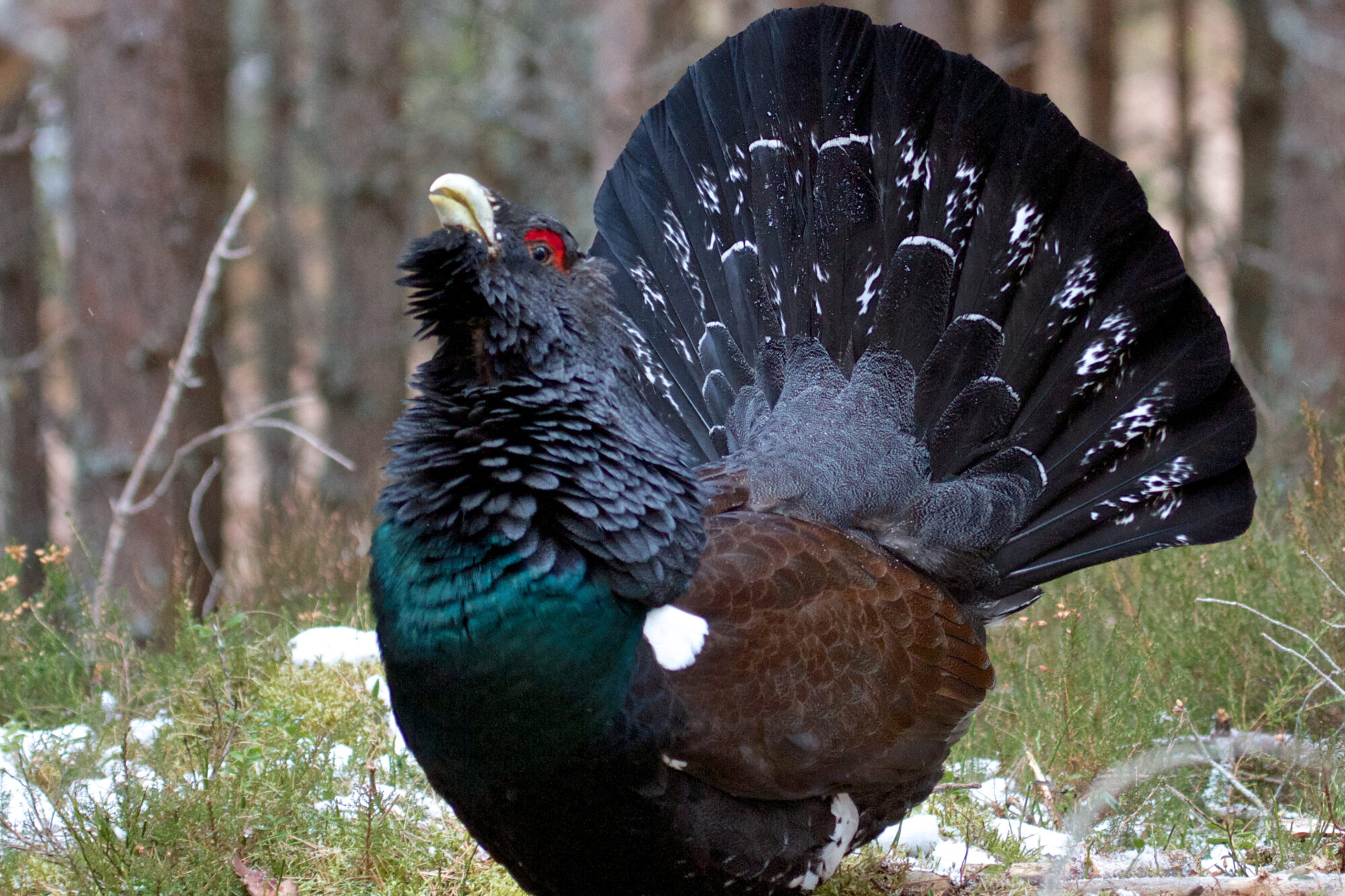 Capercaillie. Source: Wikipedia/sighmanb