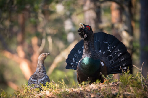 Capercailies. © Petr Simon /Dreamstime/163980450