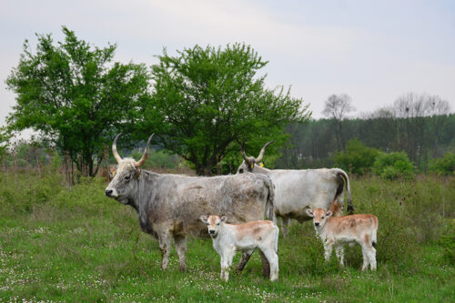 Zasavica © Snowyns/Dreamstime/56882390