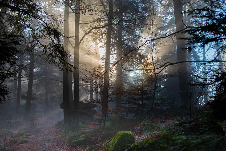 WEB Mystical forest in the Vosges ID 135207030 _ Alsace c Tanja Voigt _ Dreamstime