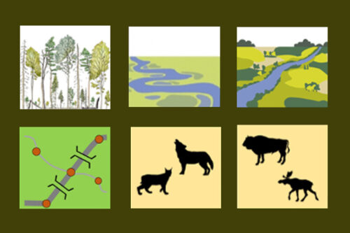 Graphic presentation of the preferred landscape in the Oder Delta. Collage based on Dunn-Capper et al 2024