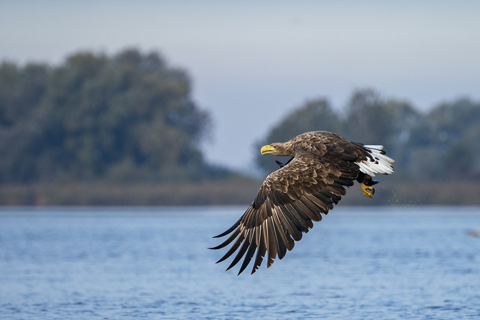 White tailed eagle in The Oder Delta © Agdbeukhof/Dreamstime 167383594