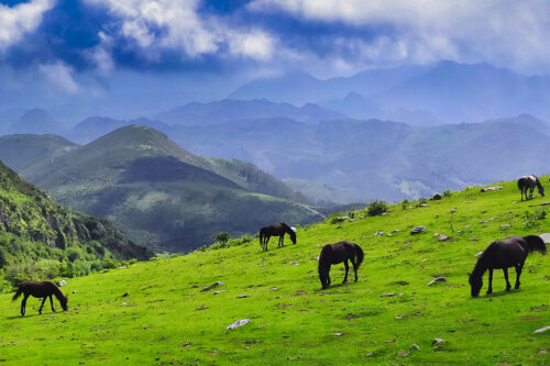 Asturcón wild horses in Picos de Europa c © Imag3 Dreamstime/ ID 249679360