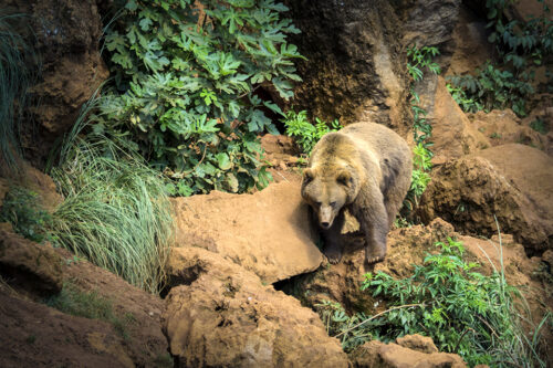 Cantabrian Brown Bear © Dbeatson Dreamstime/ID 78501974
