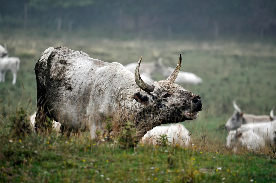 Chillingham Cattle Source; Divulgação/Open Access