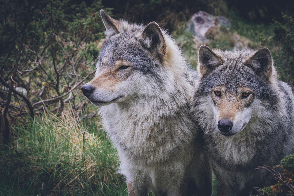 Wolves © Jona Anders Wiken/Dreamstime 164445922