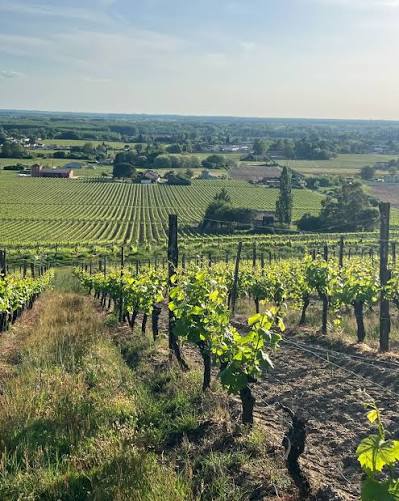 Abandoned vineyard in Gironde. Source: Vinetour globale