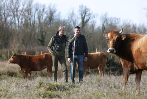 Vaches Marine Landaise. © La Federation des chasseurs des Landes/Philipp Salvat