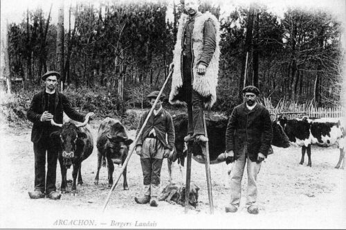 Flocks of marine landaise Catlle with shephaerds ca. 1900