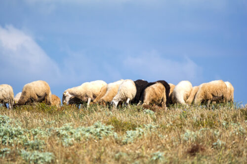 Sheep grazing in the Attica © Emmanouil Pavlis/Dreamstime ID 98075155