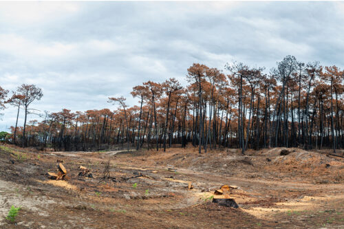 Wildfore at Anglet at the Chiberta pine forest 2022. © Thomas Dutour/dreamstime 206680633