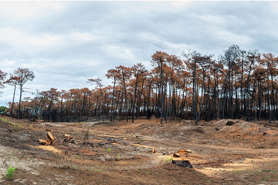 Wildfore at Anglet at the Chiberta pine forest 2022. © Thomas Dutour/dreamstime 206680633
