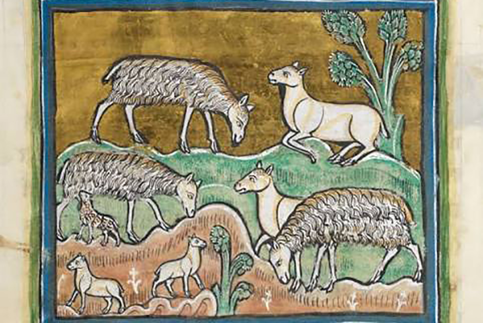 Sheep. From: Rochester Bestiary, ff35r-35v. British Library Royal MS 12 F.xiii