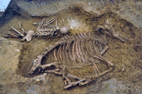 Grave 81 in Oakington. Cow with a Lady. © Bones without Barriers