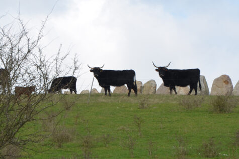 Aurochs in Lejre (Heck's Cattle) 2016 © Schousboe CCBYSA