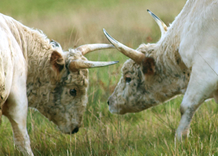 Two bulls engaging at Chillingham © chillinghamwildcattle.com