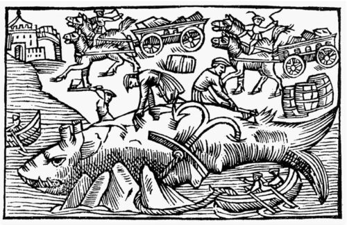 Cutting up a whale. From: Historia om de Nordiske Folke. By Olaus Magnus, Rome 1555. Book 21, chapter 15. Source: wikipedia
