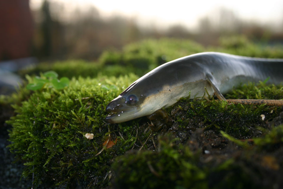 European Eel © Environment Agency