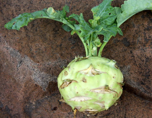 Green Kohlrabi. Source: Wikipedia