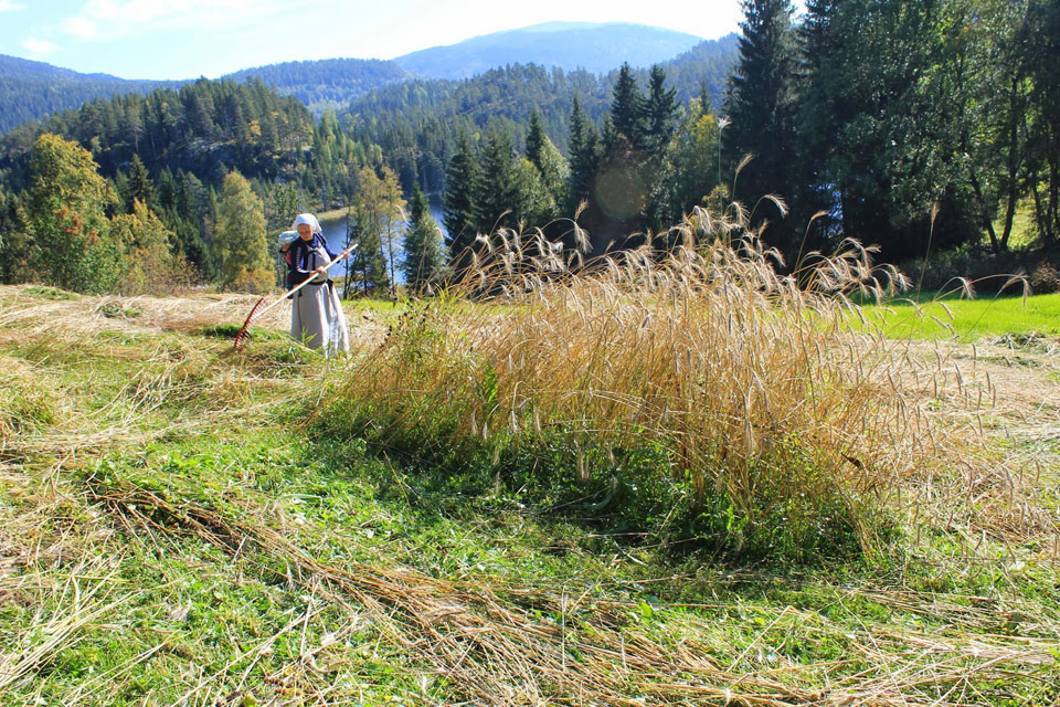 Harvesting Rye in Norway © Høstbergere (blog)