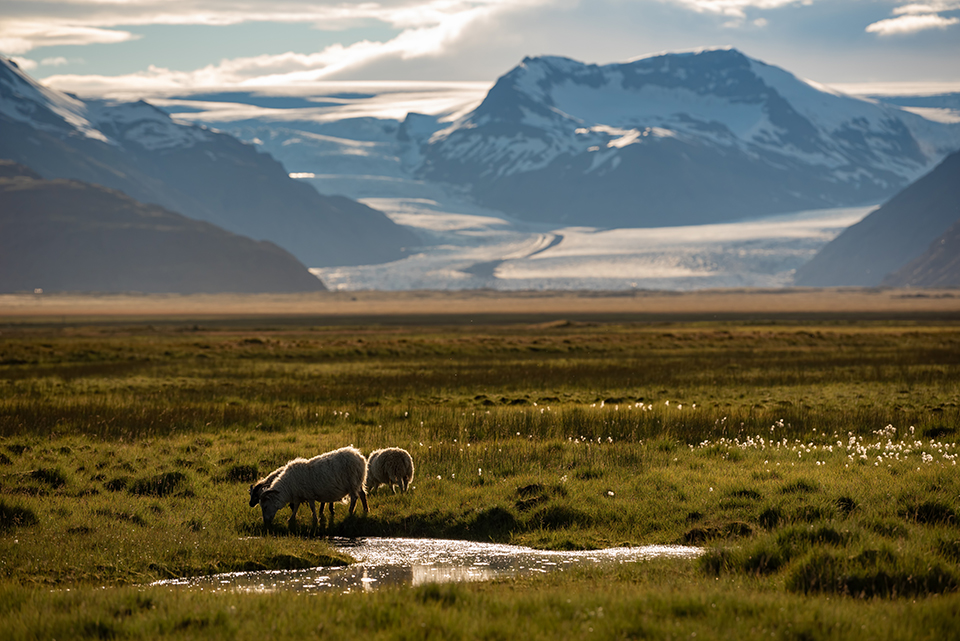 Sheep grazing in Iceland. © Pisit Rapuitpunt/Dreamstime 122080619