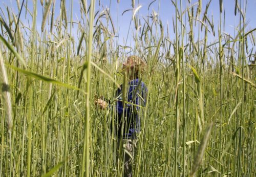 Jørn Ussing Larsen in the Rye fields at Aurion © Aurion