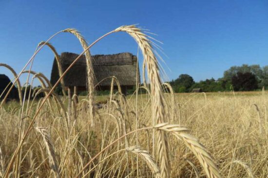 Harvest scene at Lorsch © Lorsch UNESCO/ Freilichtlabor Lauresham