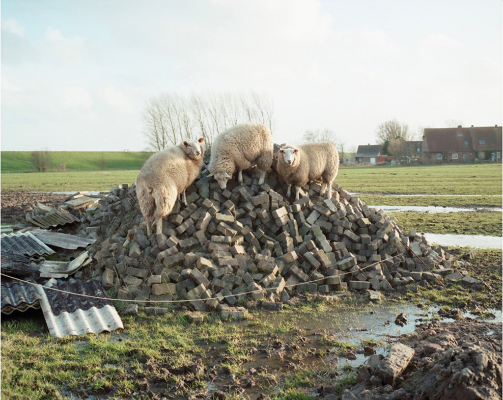 Sheep Taking Shelter in the latest storms