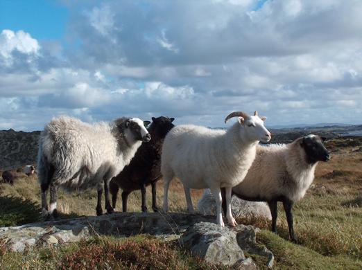 Old Norse Sheep