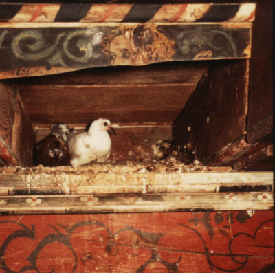 Doves living behind a boards of a painted ceiling