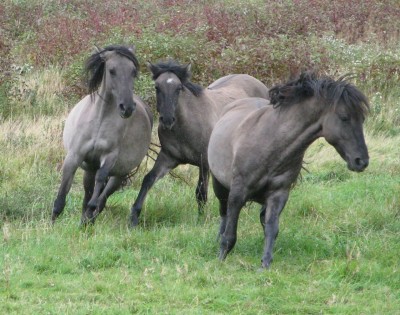 Sorraia Horses