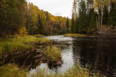 Vazhenka river in Karelia