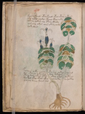 Voynich Manuscript folio 26