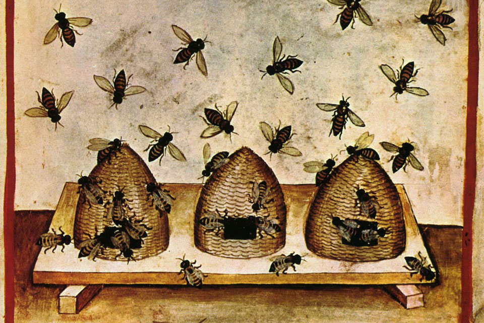 Bees and Honey from: Taccuino Sanintatis Casanatense. Source: Wikipedia