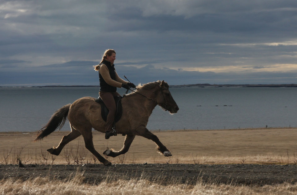 The Origin of Ambling Horses \u2013 Medieval Histories