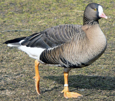A rare Lesser White-Fronted Geese photographed at Bislich