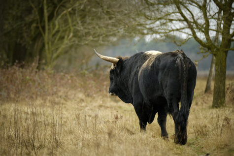 Aurochs. © Joop Kleuskens/ Dreamstime 87387717