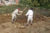 Digging the Garden at Poggibonsi © Archeodrome Poggibonsi