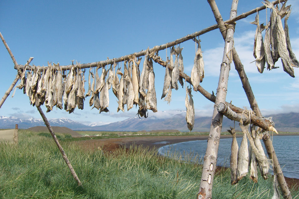 Dried Cod from Iceland. Source: Wikipedia