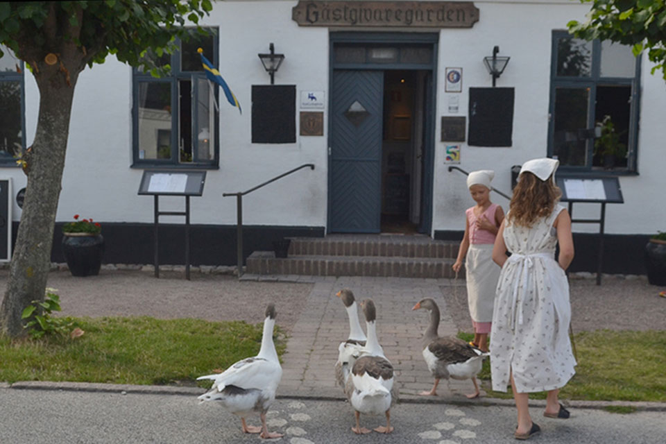Geese crossing the street in Skanör in Scania, Sweden. 