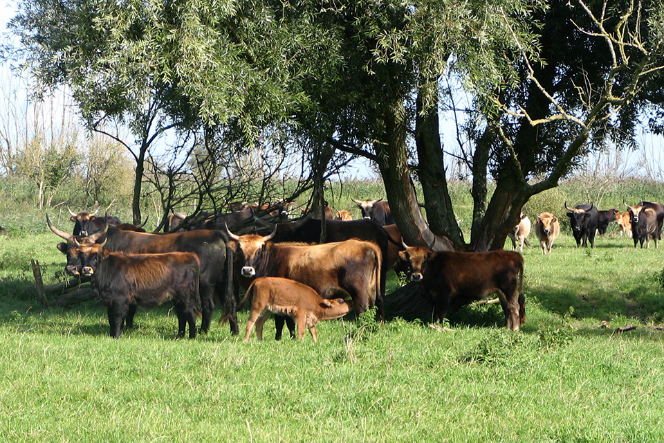 Heck Cattle at the Oostvadersplassen. Source: Wikipedia/GerardM