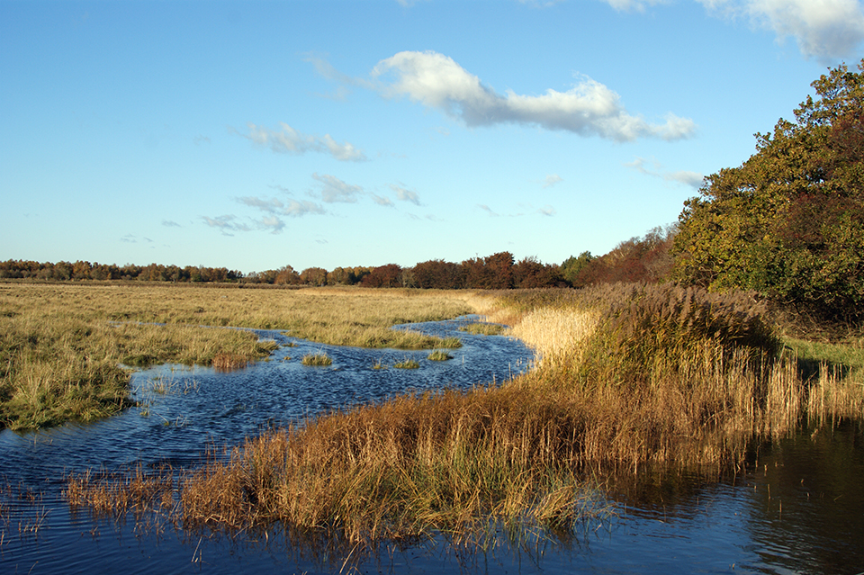 Kongelunden - a salt meadow in Denmark, Source: Wikipedia/Jens Cederskjold 3.0