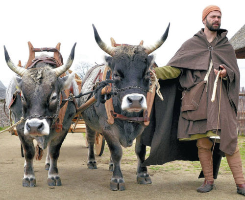David and Darius - Grey Cattle from Lorsch. Source: Freilichtlabor Lauresham