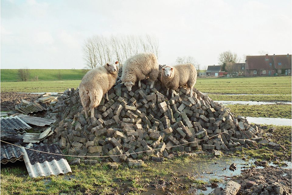 Sheeps seeking shelter. © Mathias Königschulte (by kind permission)