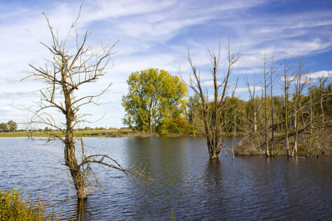 The waterlogged landscape at Bislich © Dreamstime/Miradrozdowski 128232650