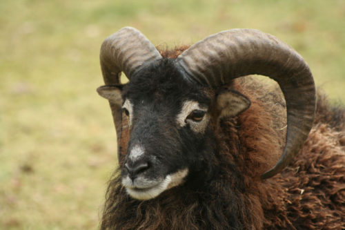 Soay Sheep. Source: Wikipedia/arjecahn