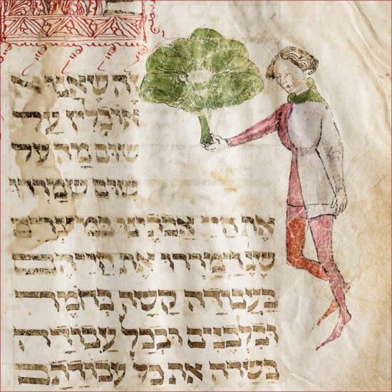 The Lombard Haggadah,. The Man dressed in courtly attire of the 14th century is harvesting a large bunch of maror (bitter herbs). Fol 25 v. © Les Enluminures