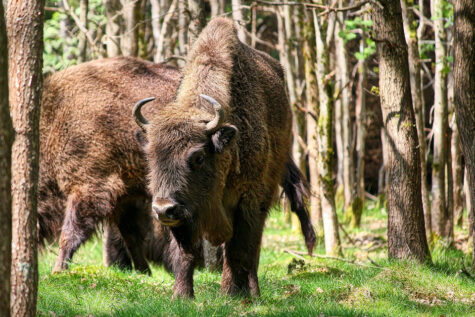 Visents or European Bison in Bornholm. Wikipedia/ThomasLendt ccbysa4.0